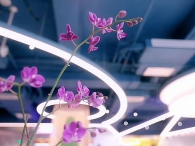 西麗辦公室員工裝修-綠植租賃案例 辦公室裝修綠植租賃