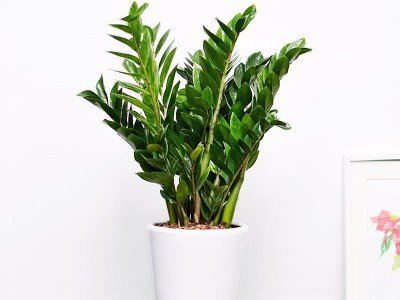 寶安辦公室設計裝修-綠植租賃【金錢樹】(象牙白陶瓷盆裝) 辦公室裝修綠植租賃