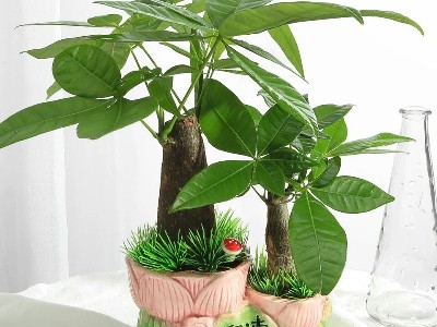 深圳企業(yè)辦公室設計-綠植租賃【發(fā)財樹】 辦公室裝修綠植租賃