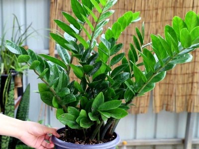 寶安辦公室設計裝修-綠植租賃【金錢樹】(象牙白陶瓷盆裝) 辦公室裝修綠植租賃